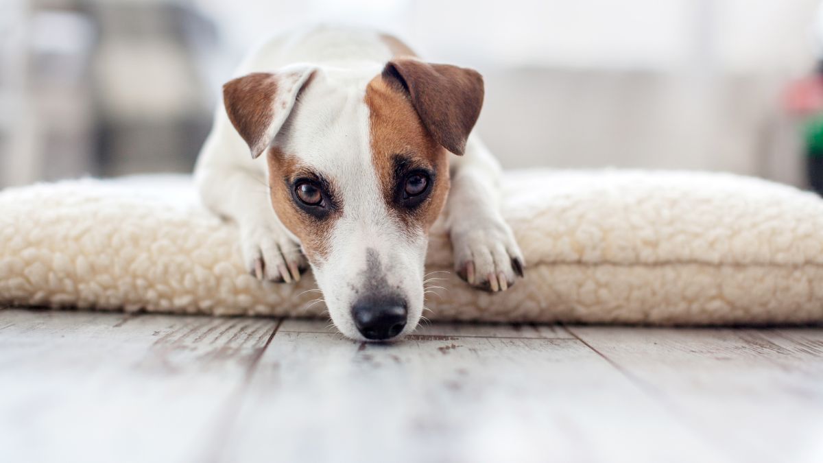 A Jack Russell terrier dog lies calmly on his bed facing the camera